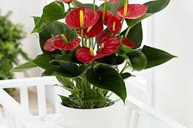 نکاتی کلیدی و کاربردی برای علاقه مندان به خرید گل آپارتمانی- گلفروشی آنلاین VIP Shop
