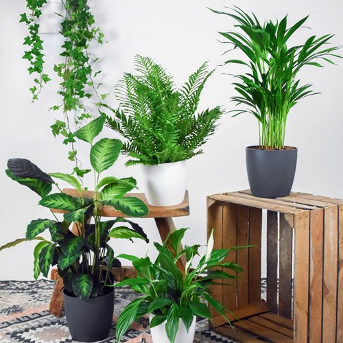 آشنایی با فواید نگهداری گل آپارتمانی- گلفروشی آنلاین VIP Shop