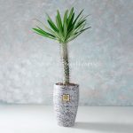نخل ماداگاسکار - گلفروشی آنلاین VIP Shop