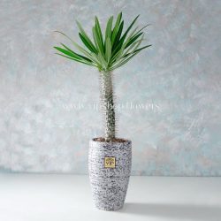نخل ماداگاسکار - گلفروشی آنلاین VIP Shop