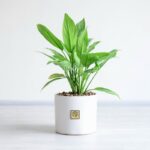 گیاه آپارتمانی آگلونما- گلفروشی آنلاین VIP Shop