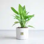 گیاه آپارتمانی آگلونما- گلفروشی آنلاین VIP Shop