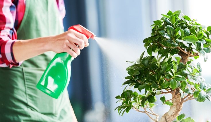 تامین رطوبت مورد نیاز بونسای جنسینگ- گلفروشی آنلاین VIP Shop