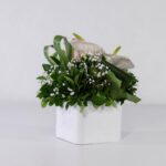 باکس سفید رز آنتوریوم (25)