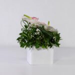 باکس سفید رز آنتوریوم (27)