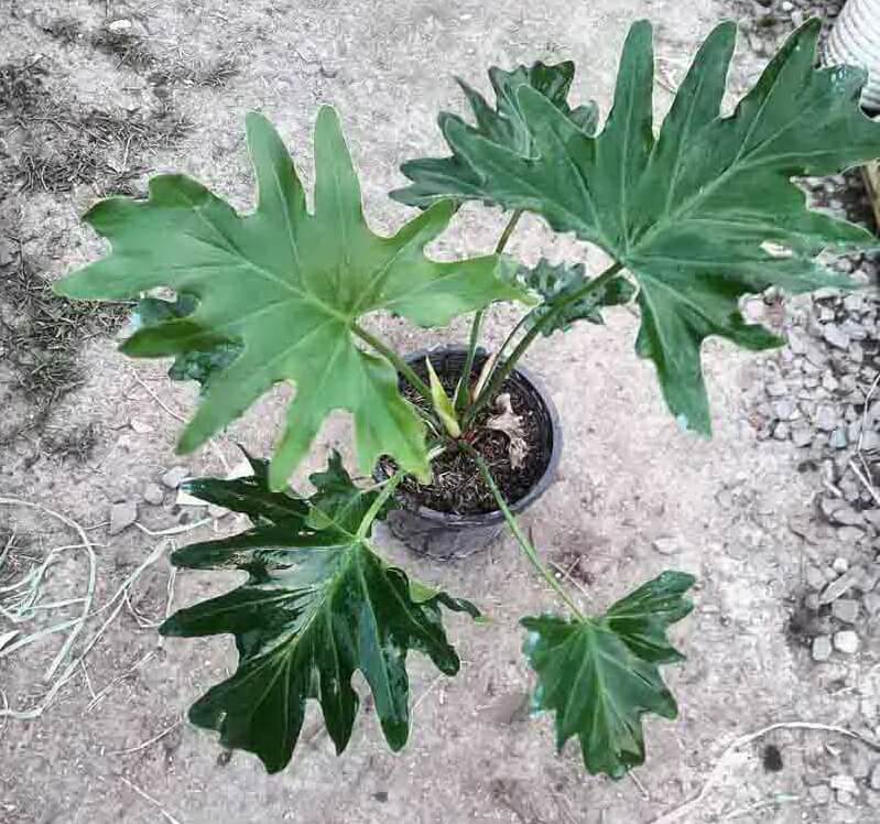 برگ انجیری فر