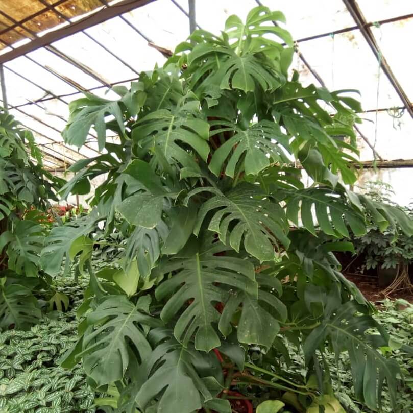 برگ انجیری مونسترا