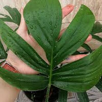 برگ انجیری کنتیایی