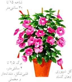 آکیمن