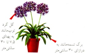 آگاپانتوس (Agapanthus)