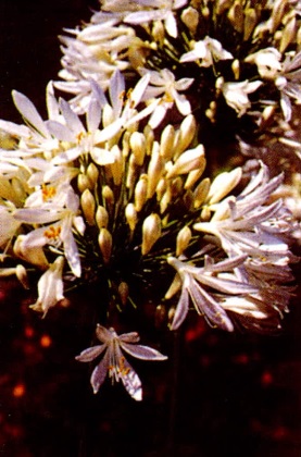 آگاپانتوس (Agapanthus)