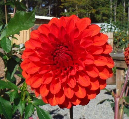 شکل رسمی دکوری Formal Decorative Dahlia