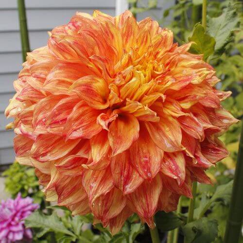 شکل غیر رسمی دکوری Informal Decorative Dahlia