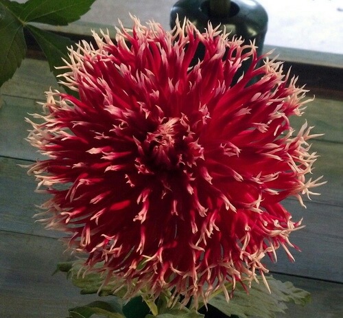 کوکب دندانه دار Laciniated Dahlia