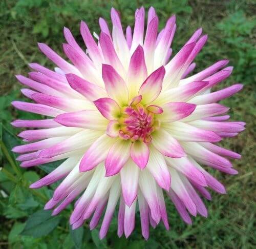 کوکب کاملا کاکتوسی Straight-cactus Dahlia