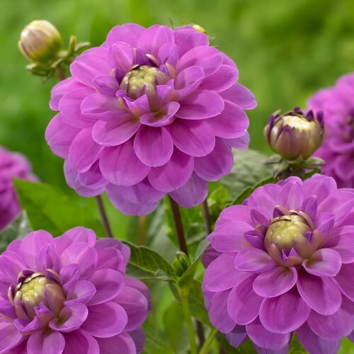کوکبهای نیلوفر آبی Waterlily Dahlia