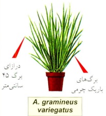 آکوروس (گندمی)