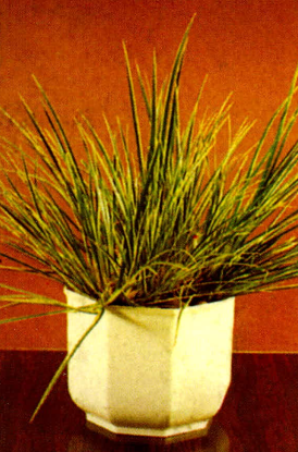 آکوروس (گندمی)