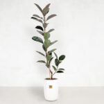 گیاه آپارتمانی فیکوس الاستیکا بلک- گلفروشی آنلاین VIP Shop