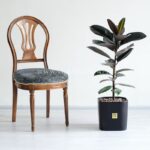 گیاه آپارتمانی فیکوس الاستیکا بلک- گلفروشی آنلاین VIP Shop