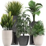 گیاهان آپارتمانی مقاوم- گلفروشی آنلاین VIP Shop