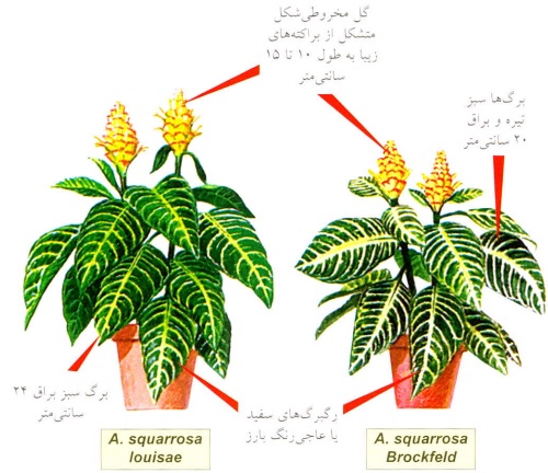 گیاه آفلاندرا (Aphelandra)- گلفروشی آنلاین VIP Shop