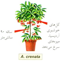 گیاه آردیسیا- گلفروشی آنلاین VIP Shop