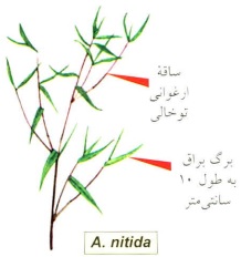 گیاه خانگی آروندیناریا- گلفروشی آنلاین VIP Shop