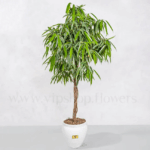 گلدان آپارتمانی بنجامین آمستل یم گیاه مقاوم است.