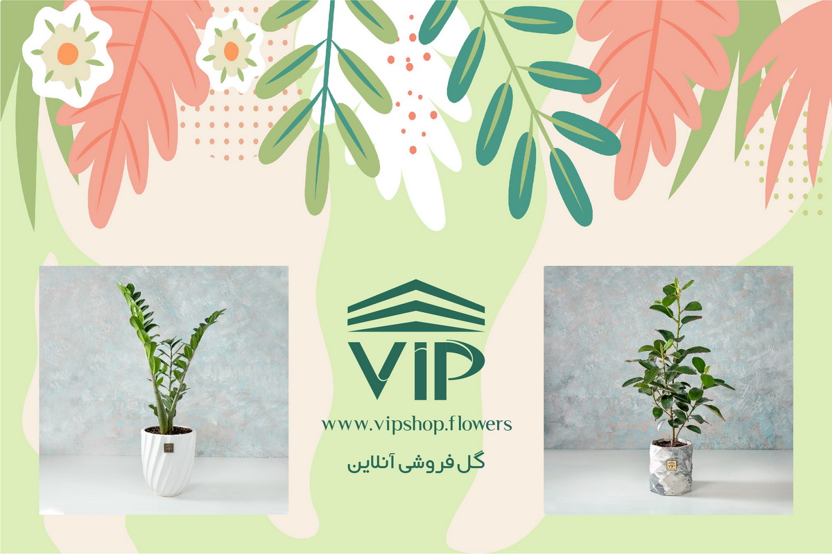 انتخاب گیاهان آپارتمانیvipshop.flowers