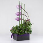 جعبه گل آنتوریوم ارکیده(17)