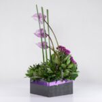 جعبه گل آنتوریوم ارکیده(24)