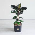 گیاه آپارتمانی فیکوس الاستیکا بلک- گلفروشی آنلاین VIP Shop