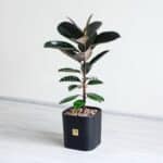 گیاه آپارتمانی فیکوس الاستیکا بلک- گلفروشی آنلاین VIP Shop