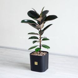 گیاه آپارتمانی فیکوس الاستیکا بلک- گلفروشی آنلاین VIP Shop