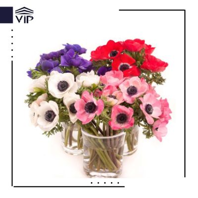 گل آنمون - گلفروشی آنلاین VIP Shop