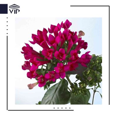گل باواردیا - گلفروشی آنلاین VIP Shop