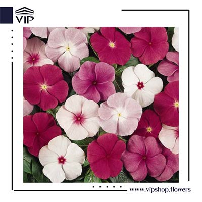 گل شمعدانی - گلفروشی آنلاین VIP Shop