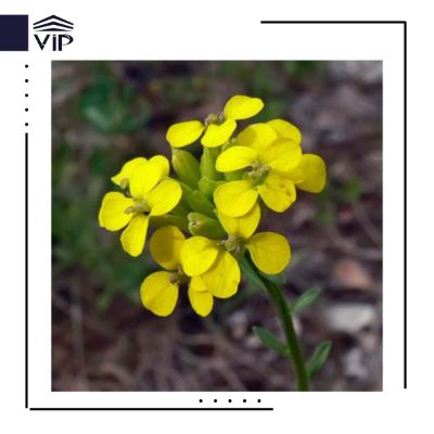 گل ازمکی زرد - گلفروشی آنلاین VIP Shop