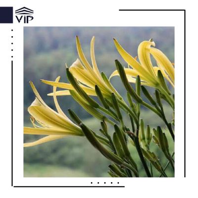گل زنبق رشتی - گلفروشی آنلاین VIP Shop