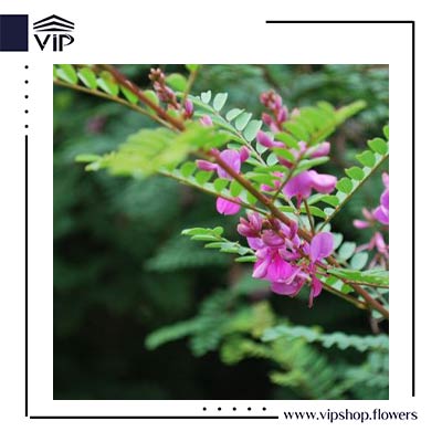 گل شیرخشت درختی - گلفروشی آنلاین VIP Shop