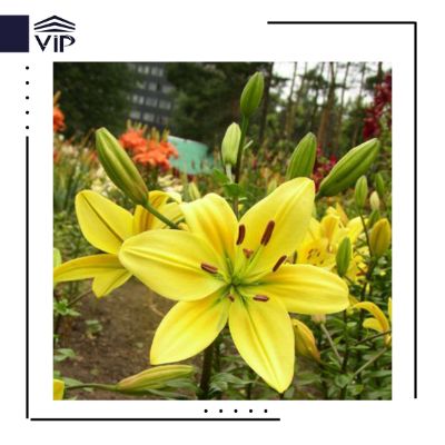 گل اریترونیوم زرد - گلفروشی آنلاین VIP Shop
