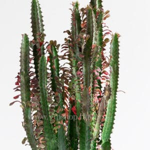 کاکتوس افوربیا تریگونا غول پیکر- گلفروشی آنلاین VIP Shop