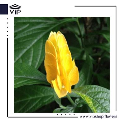 گل ازمکی زرد - گلفروشی آنلاین VIP Shop
