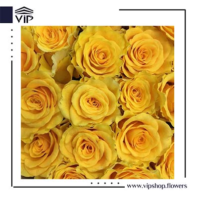 گل رز زرد - گلفروشی آنلاین VIP Shop