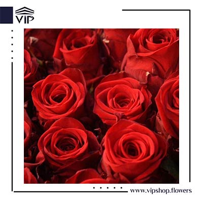 گل رز - گلفروشی آنلاین VIP Shop