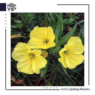 گل استرپتوکارپوس - گلفروشی آنلاین VIP Shop