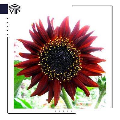 گل آفتابگردان مخملی - گلفروشی آنلاین VIP Shop