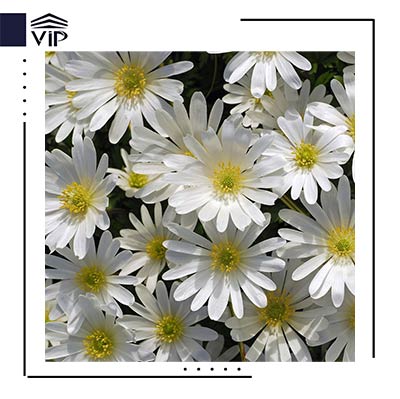 گل آنمون سفید - گلفروشی آنلاین VIP Shop