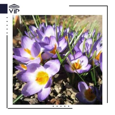 گل زعفران زینتی - گلفروشی آنلاین VIP Shop